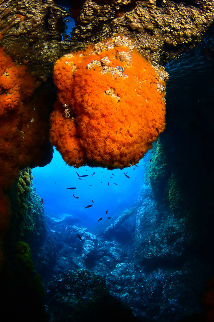 Inmersión Open Water