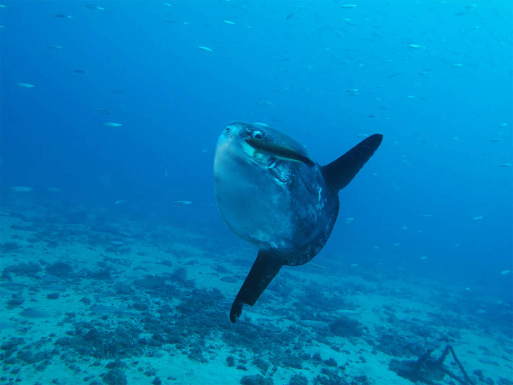 Mola Mola Point