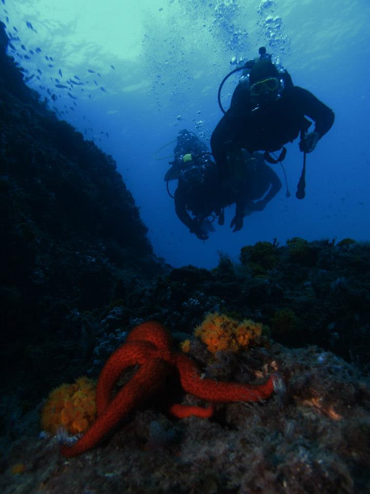 Scuba Diver La Herradura