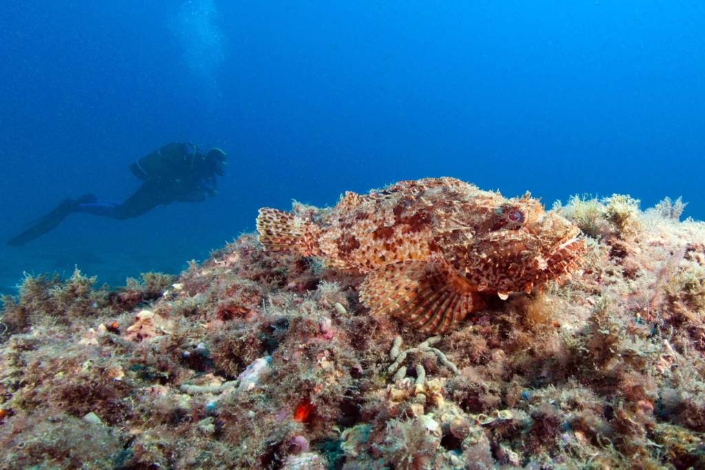 Buceo en La Herradura